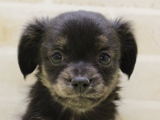 広島県のハーフ犬・ミックス犬 (ペッツワン広島LECT店/2024年12月27日生まれ/女の子/ブラックタン)の子犬